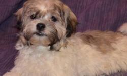 We have some very cute Havanese puppies available to good homes. 2 Boys and one girl. They are a part of our family, living in the house. We have kids that pick them up and play with them constantly throughout the day. They are started on their