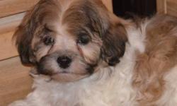 Check our our super cute Havanese puppies. They are ready to go and looking for a lap to curl up on. They are nonshedding and hypoallergenic 3/4 Havanese Shih Tzu x. We have males ($600) and females ($700) available. Both make wonderful pets when fixed.