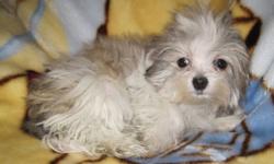 Fuzzy wuzzy was a puppy..........Totally adorable tiny little Havanese x Shihtzu boy available.  Timmy is a non shedding dog. He will only grow to be 4-5lbs.  He is a happy wonderful little guy.  He was the smallest of his litter and is the last to go.