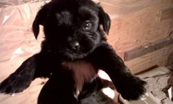 >My purebred Havanese has had a litter of 3 pups ! There is 1 Male left ( all black with a white patch on his chest ) They have the most adorable faces and calmest temperments you have ever seen ! The sire was a reg. Teacup Yorkie but the poor guy went to