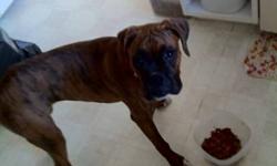 LOST IN THE MUSTANG ACHRES AREA, MY 8 MONTH OLD PURE BRED BRINDLE BOXER, SHE IS NOT SPAYED AND ANSWERS TO THE NAME CLOE. I MISS HER VERY MUCH AND IF ANYONE HAS ANY INFORMATION ABOUT HER WHERE ABOUTS AND HOW I CAN GET HER BACK, IT WOULD MEAN THE WORLD TO
