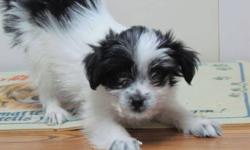 Lovely looking Havanese puppies now ready for there new home.  Happy healthy vet checked with vaccinations they are a great little puppy with lots of love.  Both parents are registered AKC and available for viewing.  Come and see how cute a Havanese can