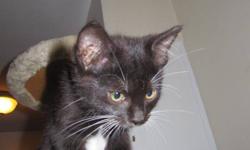 TOTALLY MARVELOUS Michelle is a 9-week-old, litter-trained,sweet, well socialised Female Tuxedo Kitten
who is adorable and affectionate
She is Robustly Healthy, Vet checked and dewormed.
Adoption fee is $75
Will Consider Best offer