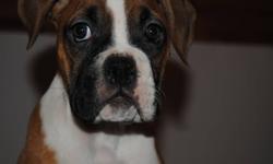 1 females left with with happy personality and she is very socialized. Mother is AKC registered from Boston, Father is not registered with lines of solid, healthy strong build. She is extremely healthy, responsive, intelligent, active puppies. Socialized