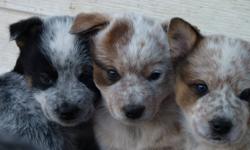 Red and Blue Heeler pups available. Males and Females. Parents are working. Good with kids and cats!! First Shots Done. References available. Call (306)322-5809.