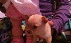 I Have 1 female Chihuahua pup left from a litter of 3. She is Tan with whit socks and is a real lovey dovey little girl. Her expected weight full grown is 3-4 lbs. Mom is a long hair and weighs 4lbs, dad is short hairand weighs 3lbs. Both are in the home.