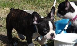 this is Puefy Fatta he is the most adorable puppy on this site and everyone tells me so come take him home and give him a loving home he is a frenchton that is half french bulldog half Boston terrier