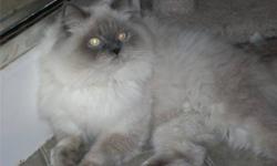 2 Female and 1 Male Himalayan cats must find a new home. Our daughter has developed acute asthma and the specialist is adamant that we must find a new loving home for our friends. They have been living on our unfinished and unheated addition for more than