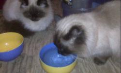 2 Female and 1 Male Himalayan cats must find a new home. Our daughter has developed acute asthma and the specialist is adamant that we must find a new loving home for our friends. They have been living on our unfinished and unheated addition for more than