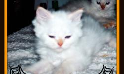 Himalayan Male Kitten
~~~~~~~~~~~~~~~~~~~~~~~~~~~~~~~~~~~~
* Male Flame Pt Himalayan Kitten
* Mother & Father on site
* De-wormed
* Litter Trained
* Eating Kibble~Drinking Water
* Family/Home Raised with children & other pets
* Well Socialized & Groomed