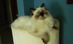 This Seal Point Himalayan Kitten is friendly and playful.  He likes to be a helper too and will often be right by your side.  He will be your forever friend and couch buddy.  He likes to have cuddle time, will give little kisses and have a bit of