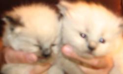 seal point and snowshoe. 3 females. ready to go in five weeks. call 241-7968. taking deposits now.