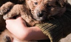 HEART rescue has just taken in 7 mixed breed puppies from a reservation outside of Edmonton. There are 4 girls and 3 boys; all have husky in them, with some predominantly lab, shepherd and even Australian cattle dog mixes. They will be 8 weeks old and