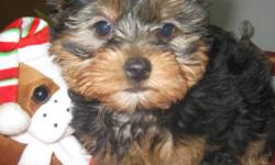 THE ONE WITH THE WAGGLY TAIL......
UNREGISTERED FULL-BLOOD YORKIE MALE PUP
MATURE 6 TO 7 LBS. NOW 9 WKS.OLD
 
JERKY IS A VERY NICE FELLOW.....ON THE CUDDLY SIDE AND QUIET NATURED.
 
JERKY IS VET CHECKED HEALTHY, HAS 1ST. VACCINATION, DE-WORMED, TAIL