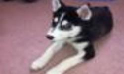 HEY IM DEMON IM LOOKING FOR A NEW HOME WITH LOVING PEOPLE. IM A SIBERIAN HUSKEY I LOVE TO RUN AND PLAY. I GET ALONG WITH PEOPLE AND OTHER ANIMALS. IM A MALE, IM BLACK AND WHITE I WEIGH IN ABOUT 15 POUNDS IM STILL GROWING!!!  I EAT SOLID FOOD I HAVE HAD MY