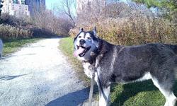 I am currently looking for a home for Max who is an 8 year old Husky mix.
His owner is no longer able to care for him and so a home is needed for him as soon as possible.
He is very friendly and energetic, well behaved, loyal and healthy guy.
Please email