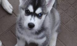 We have Beautiful Husky Puppies !
Born September 10th - 5 boys and 2 girls
Puppies are raised in our home and handled with love since birth. They are growing up with children, cats, well socialized and accustomed to usual household activity. The parents