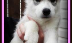 We have 2 litters of Beautiful Husky Puppies !
Litter 1 born September 3rd - 4 boys and 4 girls
Litter 2 born September 10th - 5 boys and 2 girls
Puppies are raised in our home and handled with love since birth. They are growing up with children, cats,