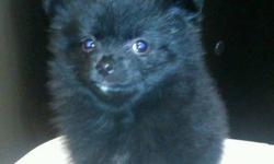 im cute and verry loving i am looking to go to a good home im a pure bread pomeranian puppy out of the litter of 3  i am the only one who survived  at birth
im a female im black but with a bit of white under my chin please call 881-8025
