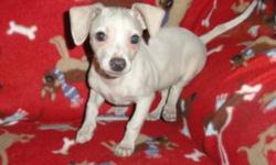 Great fun size, these guys and gals should be about 12-14lbs as adults, they?re uniquely coloured and eye catching! Clean easy to keep short coats. Healthy vetted puppies with sweet temperaments looking for warm responsible homes. First 3 pics are boys,