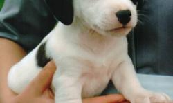 Jack russel pup for sale. 12 weeks old, vet checked, 1st shots. Dewormed. Only 1 male left. Call Rufus at 705-724-9546.