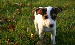 Two adorable male Jack Russel Terrier puppies ready to go, tri colored, smooth coat, tails docked, hand raised, great temperament, highly intelligent, full of personality.275.00. Very Reputable Breeder. Phone calls preferred please.