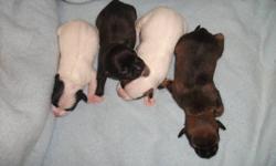 We have a litter of Jack Russell/Chihuahua puppies born on December 4, 2011. The Father is a Full Jack Russell and the Mother is 1/2 Chihuahua & 1/2 Jack Russell. The Mother had 4 puppies, 3 males, 1 female. 2 are black, 2 are white with a little bit of