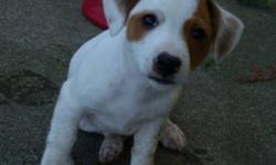 We are 2 male jack russell puppies. We have been raised in a home with cats and kids, we love to play with them! We have had our shots ,dew claws, been dewormed,tales docked,flea treatments(but need our next one now) and we have be vet checked. We need to