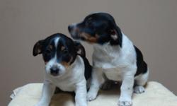 Jack Russell Puppies for sale located in Carberry, MB.  There are one male and two females left.  13 weeks old.  Pics taken Nov. 6, 2011.  Docked and received their first and second  shots.  They have all received their Rabies shot as well.  Can email or