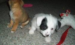 We have 1 puppy left from a litter of five. black and white male. He is paper trained, eating food and drinking water. Has been dewormedy ,very well natured, around a busy family with small kids around. Very playful and loving personalities. Mother is at