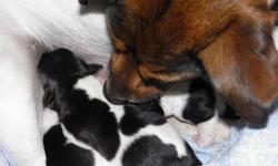 3 female puppies ( black and white) and 1 male ( brown and white ). Ready to go after December 20th 2011. Medical shots included in the price. Email for more pictures or details at sky.maya3@gmail.com. The parents are highly trained and obedient.