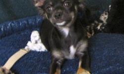 VISIT OUR WEB SITE at www.joneschihuahuas.com to learn more about our CKC Reg'd, Black/tan/white, one female long coat Chihuahua pup Anna. She has all their shots for the year. She has lot her puppy coat and growing in her adult coat right now, in two