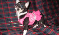 VISIT OUR WEB SITE to learn more about Margarita, our long coat CKC Reg'd Female Chihuahua pup at www.joneschihuahuas.com and please read through our web site before contacting us so many of your questions will be answered.