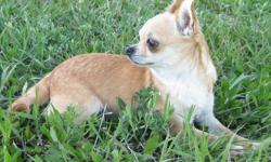 VISIT OUR WEB SITE BEFORE CONTACTING US PLEASE. READ THROUGH THE WEB SITE AND THEN CONTACT US WITH YOUR QUESTIONS. www.joneschihuahuas.com
Copper is being retired from our breeding program and needs to go to a quiet home with out young children or sold