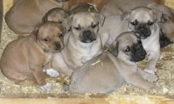 Jug Puppies ( Jack Russel Pug cross )
 3 pups still available
 Vet checked, First shots, Dewormed
 Treated with Revolution
 Adorable Puppies