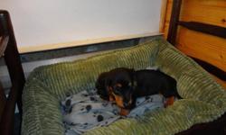 I have two mini dachshund puppys ready for their forever homes. They are all black and tan in color.
They are two long hair  female full sisters very small.
 
They have been dewormed three times with Strongid -T
and have been vaccinated for Distemper,