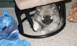 Hi am selling a pure bred KEESHOND puppy, female, born november 10 2011, 8 weeks old. She is adorable, playfull, happy, loves kids of all ages, kittens, puppies. She is not fully potty trained but she is working at it. She needs a loving family with kids