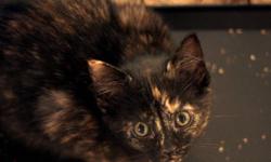 Female kitten, tortioseshell in colour, ready for Christmas! About 3 months old. Cute and healthy.
