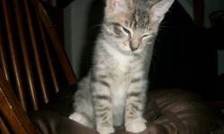 Gray male tabby with all 4 white paws and a white chest. he is litter trained. He is a really sweetheart!! call 403-755-6055
