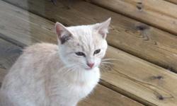 Wiley came to us Thanksgiving Monday scared and cold. I already have 2 cats or would love to keep her myself! She's hard to get a good picture of because all she wants to do is cuddle and purr! I live in Carberry but am willing to deliver. Please call
