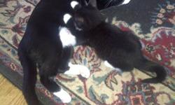 The mother is optional, looking for a good home for kittens.
Separate or together, no needles. They have been treated for fleas.
Male and Female.
Please email if interested.