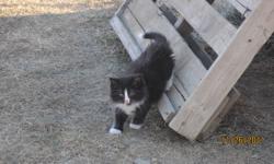 We have 6 kittens and ten young cats to give away. Black, grey, black and white and grey striped. We can bring to Swift Current. Call 306 264 3628