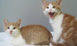 There are four beautiful cats in need of forever homes.
The mother cat was abandoned by her previous owners when they moved and just left her outside, then she became pregnant and had four beautiful kittens.
They are all now living in a foster home and
