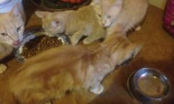 Hi I have four wonderful kittens that are ready to go to a god home now they wish to have a loving home for Christmas as in so do I if interested please cal tena 705 772-8362