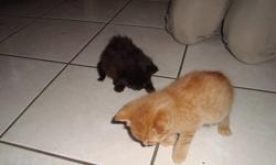 black  is female and orange is male
not ready to go until dec 15th
call to reserve ur kitten
ask for Lillian 613-935-6067
