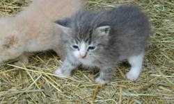 Three kittens to give away to good homes. 
 
Color:  1 orange, 2 grey with white
 
Ready to pick up.