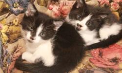 i have two black and white kittens, eight weeks old both female.  free to good home please call 204-255-3034