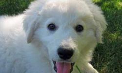 Purebred Hungarian Kuvasz dogs for sale just around 8weeks old.
$850 for MALE - REDUCED TO $550
$800 for FEMALE - REDUCED TO $500
female dogs are cheaper, because we have more of them
hurry these doggies won't last too long!!