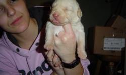 we have 8 beautiful puppies born october 24th 2011
will be ready to go *December 19th 2011*
$400 each
mother and father avaliable for viewing
 
1 chocolate male      (SPOKEN FOR)
1 black male            (SPOKEN FOR)
3 golden males
3 golden females