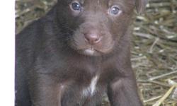 Chocolate Brown and Solid Black lab/collie cross puppies
Mother is a smart, quiet dog who is excellent with young children.
 
Please call 392-7082